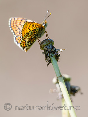 BB 13 0535 / Melitaea cinxia / Prikkrutevinge